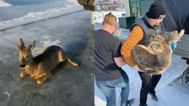 Беспомощную косулю спасли из ледяной ловушки на Байкале
