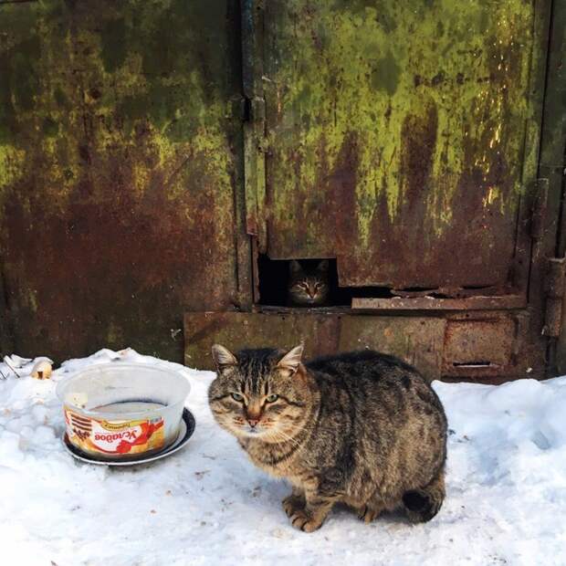 Очень колоритные уличные коты город, домашние животные, кот, кошка, эстетика