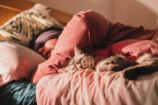 Почему кошки спят с людьми