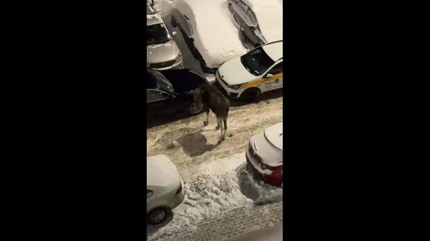 Лось пытался уехать по своим делам на автобусе в Москву — пассажира засняли на остановке в Балашихе.