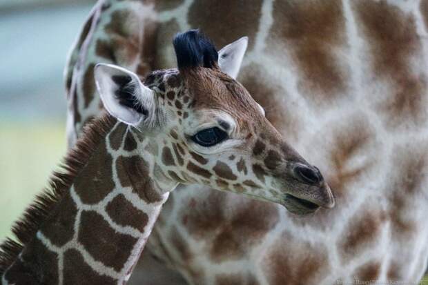 В Калининградском зоопарке родился жирафенок Калининградский зоопарк, жираф, жирафенок, калининград, фоторепотаж