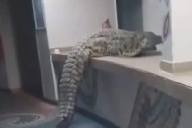 Голодный крокодил пробрался в ресторан отеля в Африке, напугал туристов и попал на видео