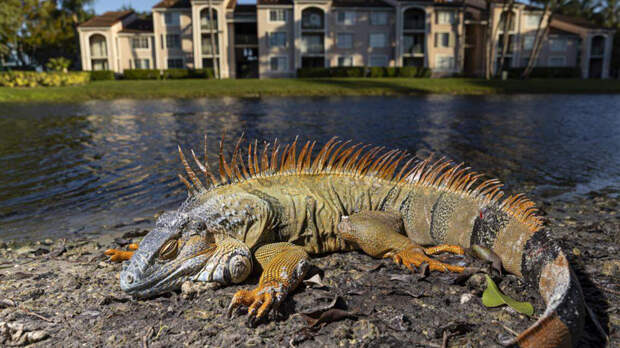 Замороженный десант: из-за аномального холода во Флориде прошел игуанопад