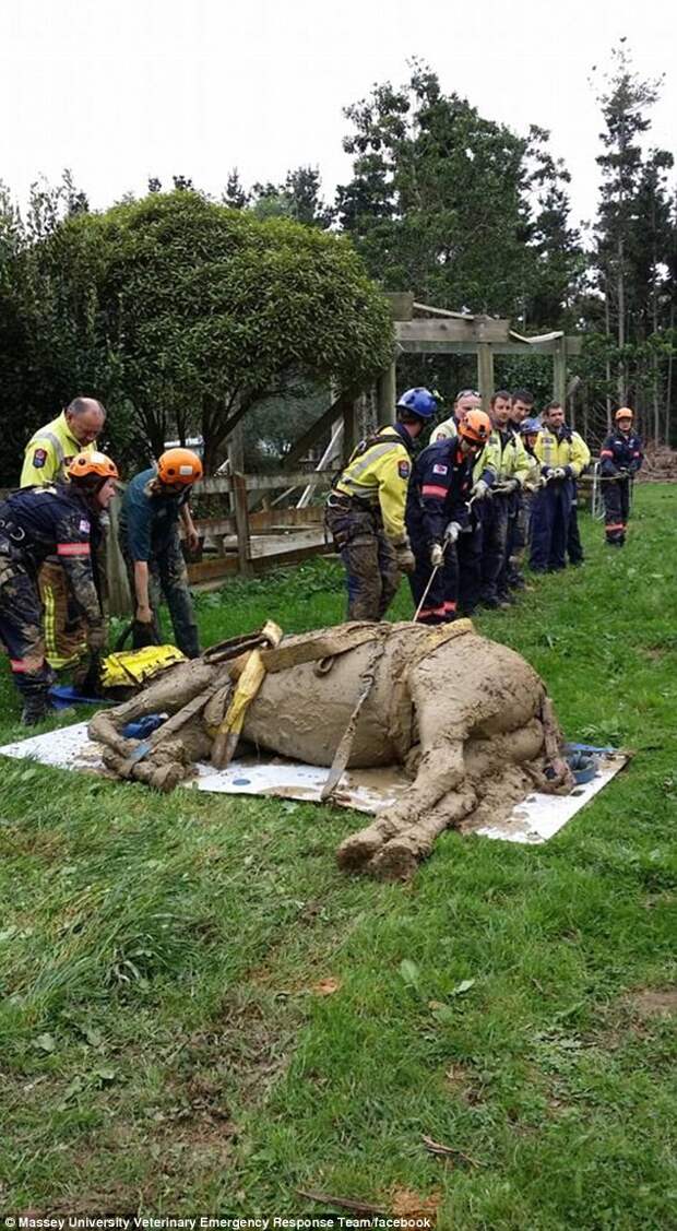 По меньшей мере 11 человек тащили коня в его загон конь, новая зеландия, спасение