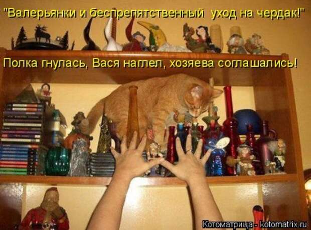 Новая котоматрица (36 фото)