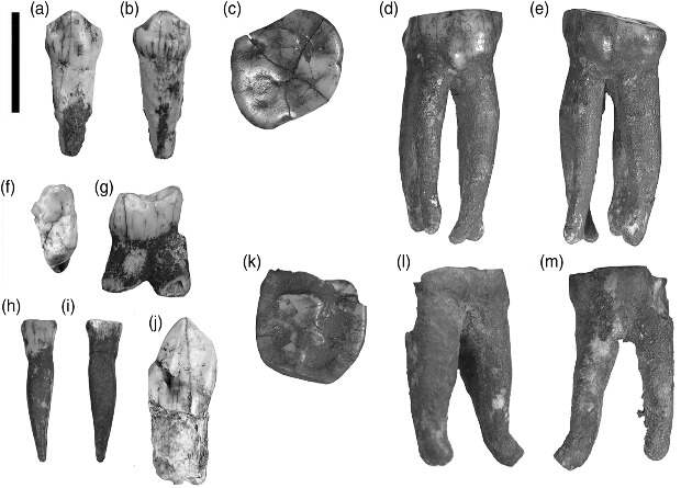Палеоантропологи обнаружили в Колыбели человечества 15 зубов парантропов