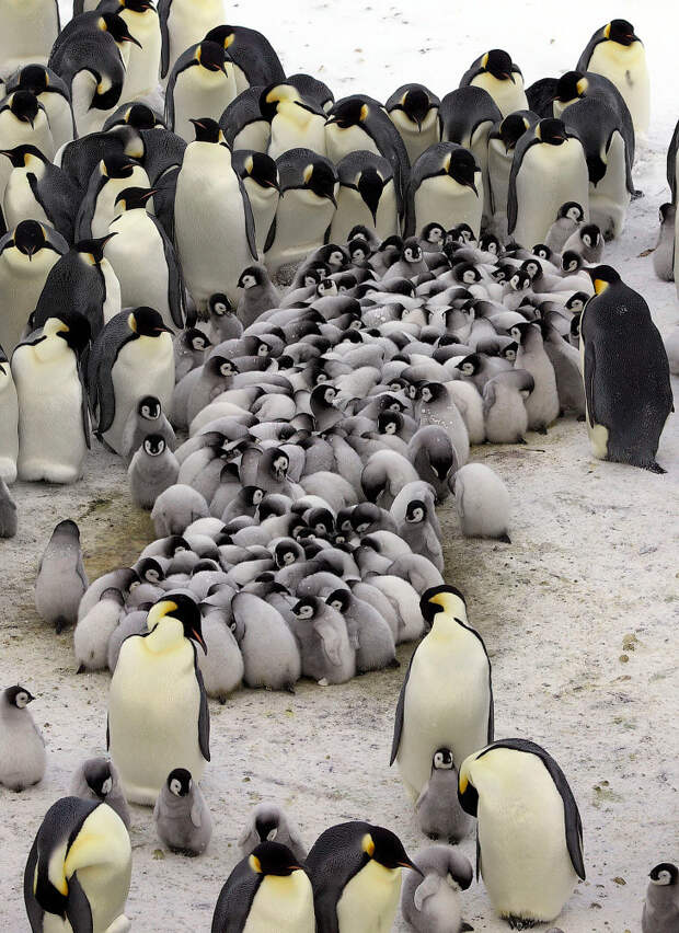 Как греются пингвины антарктида, животные, пингвины, фото
