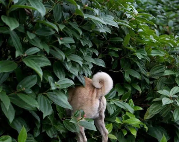 Бублик. Фото: Jeremy Veach. Бублик. Фото: Jeremy Veach.