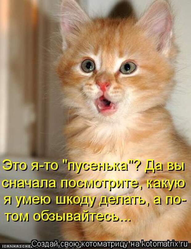 Котоматрица: Это я-то "пусенька"? Да вы сначала посмотрите, какую я умею шкоду делать, а по- том обзывайтесь...