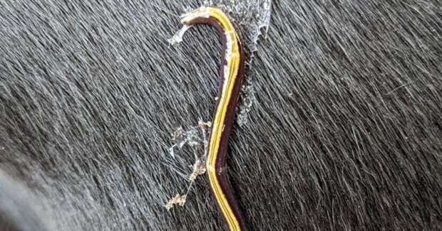 Австралийские планарии чередуют кошек и собак как транспорт для захвата Франции