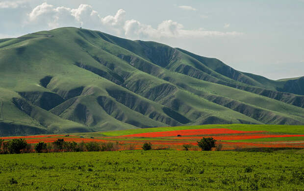 4. Маковое поле может растянуться на несколько километров art, Кыргызстан, пейзаж, ссср, факты