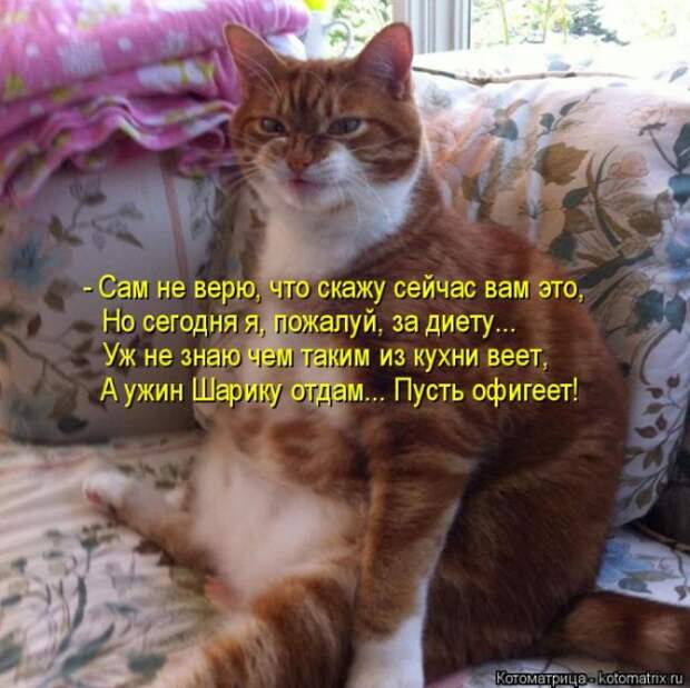 Лучшие котоматрицы недели (50 фото)