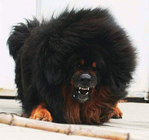Мощь тибетских мастфов Тибетский Мастиф, пес, собака