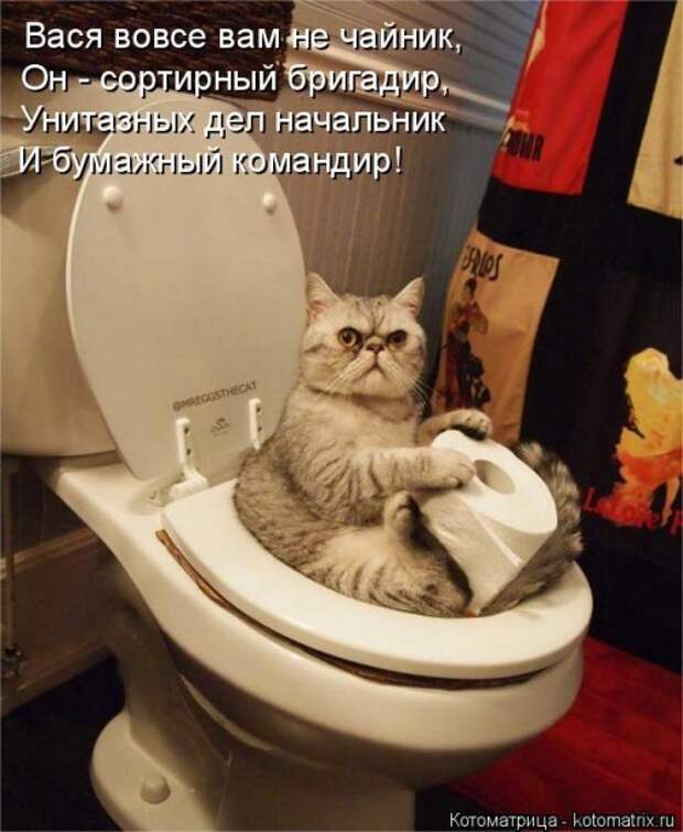 Лучшая котоматрица недели (16 фото)