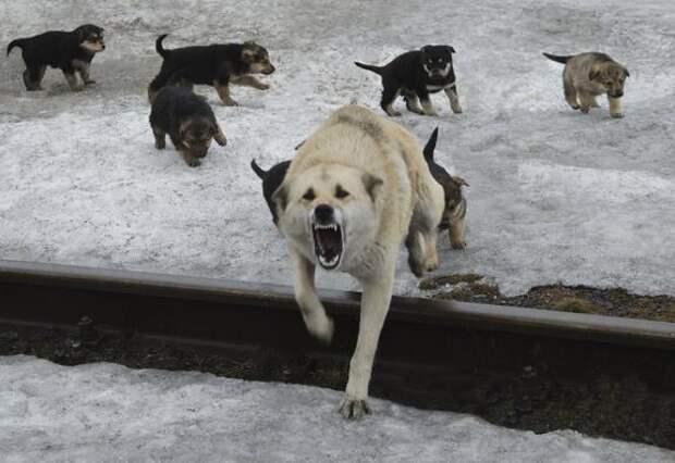 В Хабаровском крае решили за три года избавиться от бродячих собак на улицах