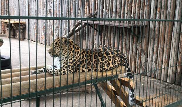 В Нижнем Новгороде возобновил работу зоопарк «Лимпопо»