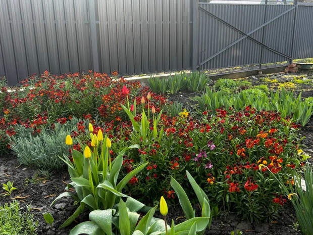 Избавьтесь от этих посадок: 5 ошибок, которые делают участок дешёвым и безвкусным