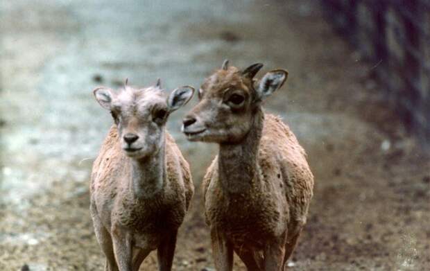 Аргали © WWF России