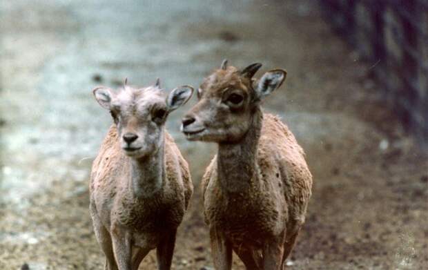 Аргали © WWF России 