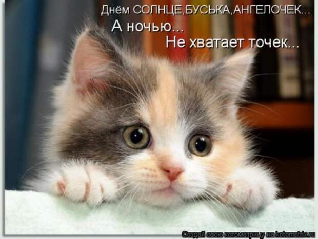 Веселая котоматрица за неделю (28 шт)
