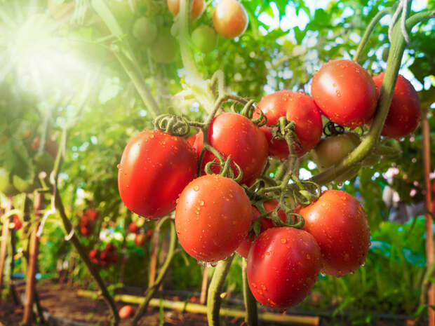 Подзимняя посадка томатов - лайфхак ленивого огородника