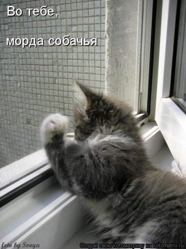 Мысли в слух :)