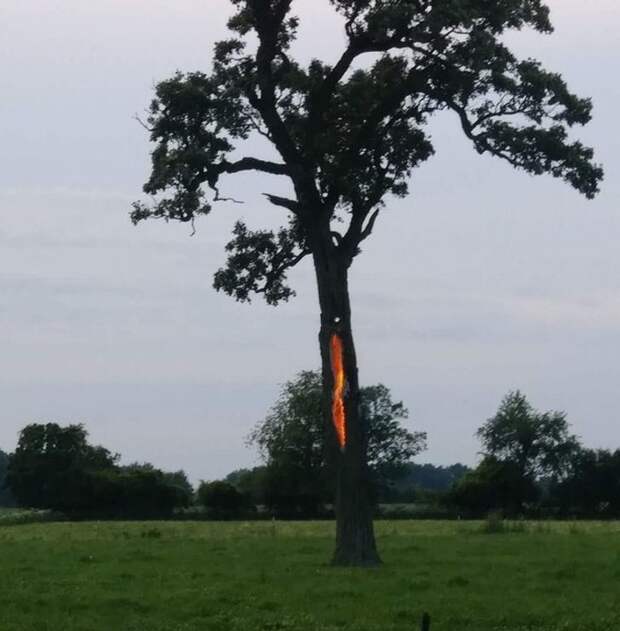 молния, дерево
