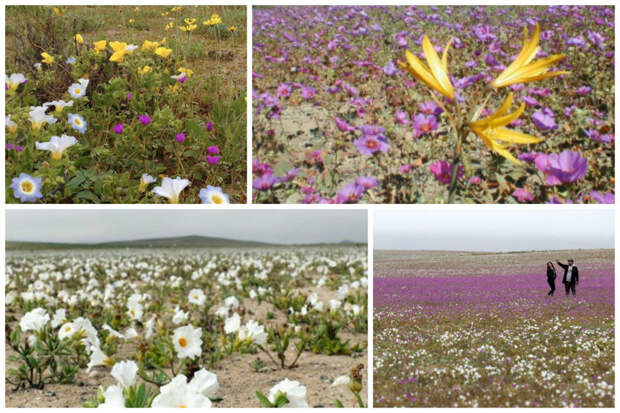 Пустыня Атакама Цветение, красота, пустыня, удивительное, факты, фауна, цветы