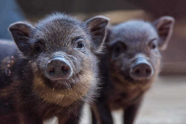 Маленьких свиней заставили перерабатывать в российском городе