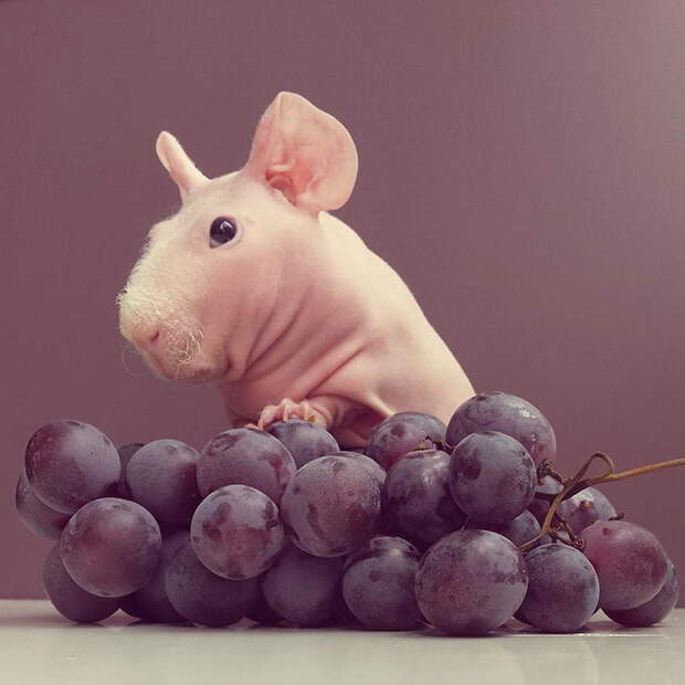 30 фотографий лысой морской свинки Людвига