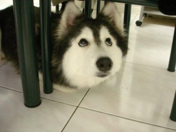 КОШКИН ДОМ. Нечто необычное