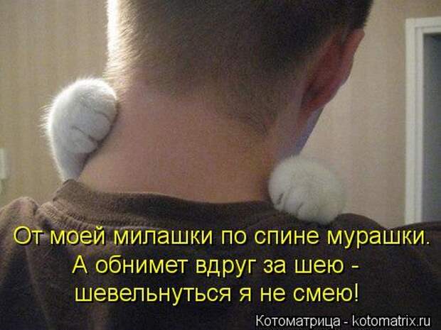 Лучшие котоматрицы недели (50 фото)