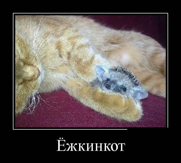 Демотиваторы (30 фото)