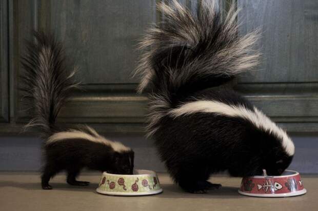 MiniMe26 Ударная доза мимимишности: зверята и их увеличенные копии