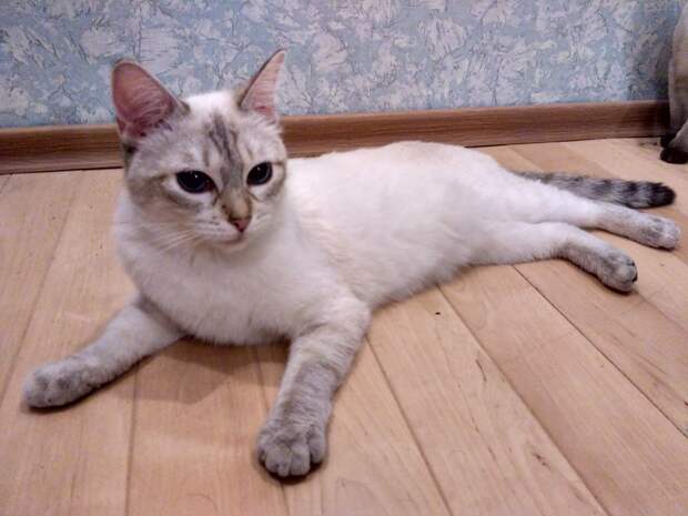 Картинки по запросу тайская кошка