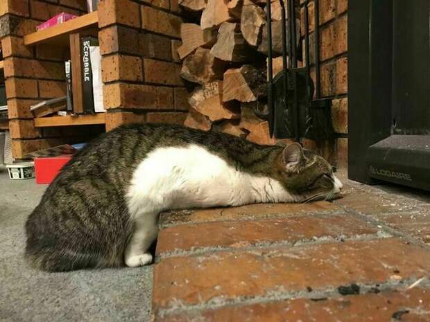 17 уморительных снимков котов, которые занимаются дуракавалянием