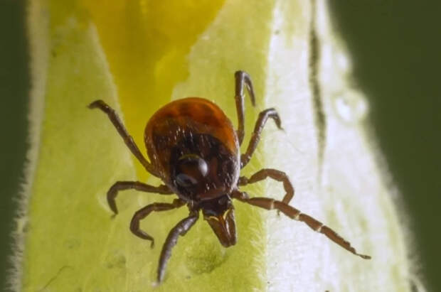 Ученый Марьинский раскрыл подробности об обитающих в РФ клещах-гигантах
