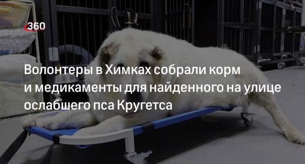 Волонтеры в Химках собрали корм и медикаменты для найденного на улице ослабшего пса Кругетса