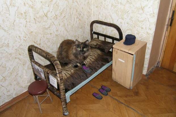 Бродяга-кот и его шконка коты, прикол, юмор