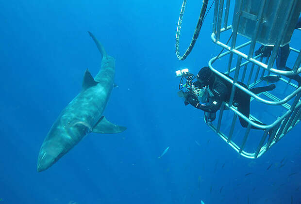 White shark White shark