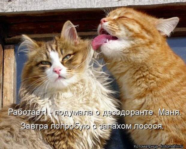 Свежая котоматрица для настроения (35 фото)