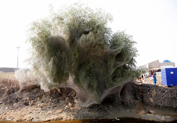 Спасавшиеся от наводнения пауки превратили деревья в футуристические коконы