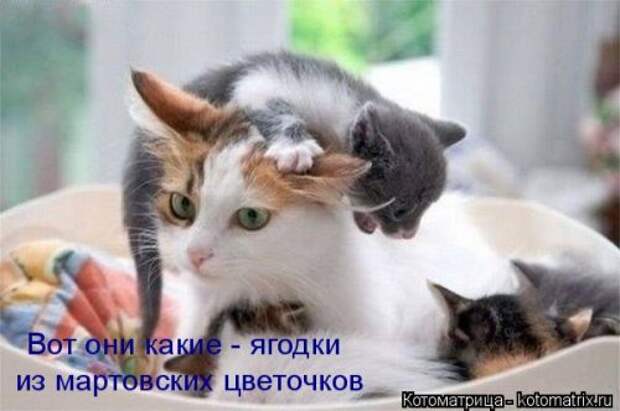 Новая котоматрица (36 фото)