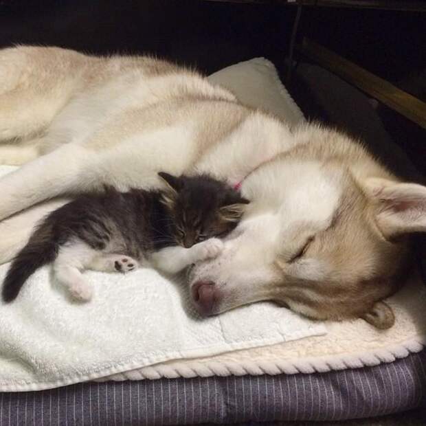 Три собаки хаски спасли от смерти котёнка; теперь взрослая кошка - их лучший друг  (15 фото)