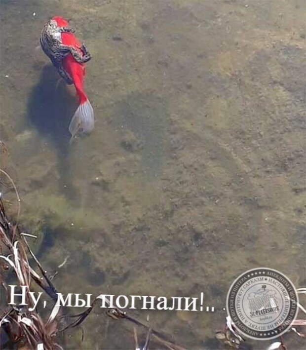 Ну, мы погнали