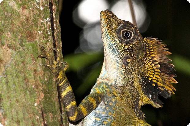 Гоноцефал большой (лат. Gonocephalus grandis)