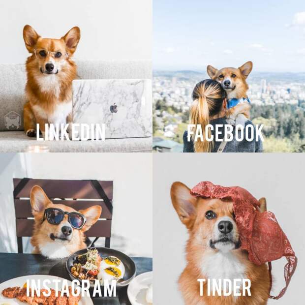 Что за мем «LinkedIn, Facebook, Instagram и Tinder»?