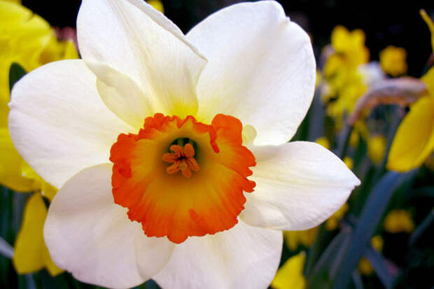 Narcissus Focus on Flowers - Indiana Public Media