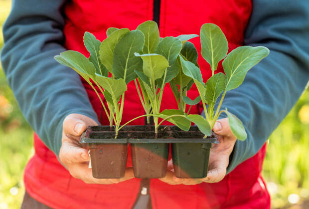 Как вырастить рассаду капусты дома: правила и советы, пошаговая инструкция