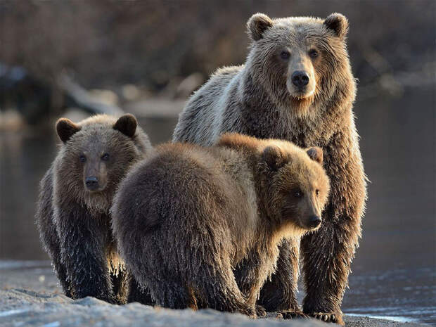 Невероятные фотографии медведей 17